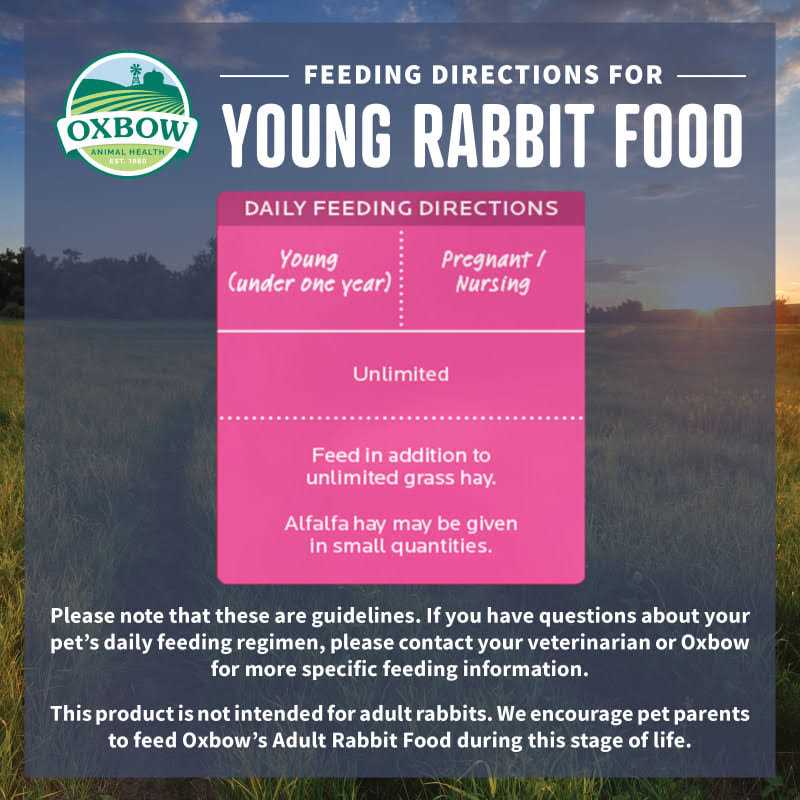 Young Rabbit Food Y943935