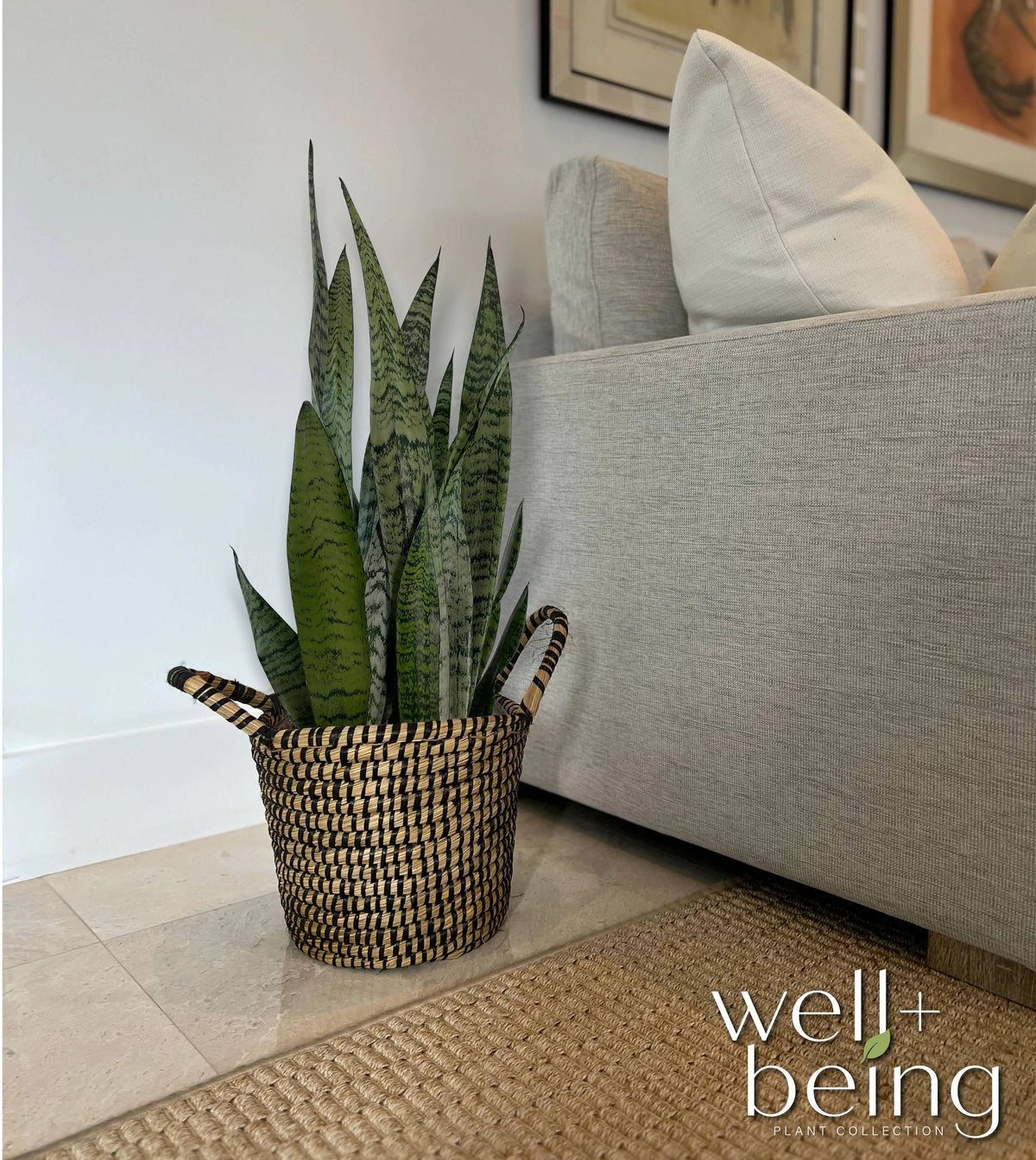 Sansevieria Zeylanica Live Plant in growers pot V790