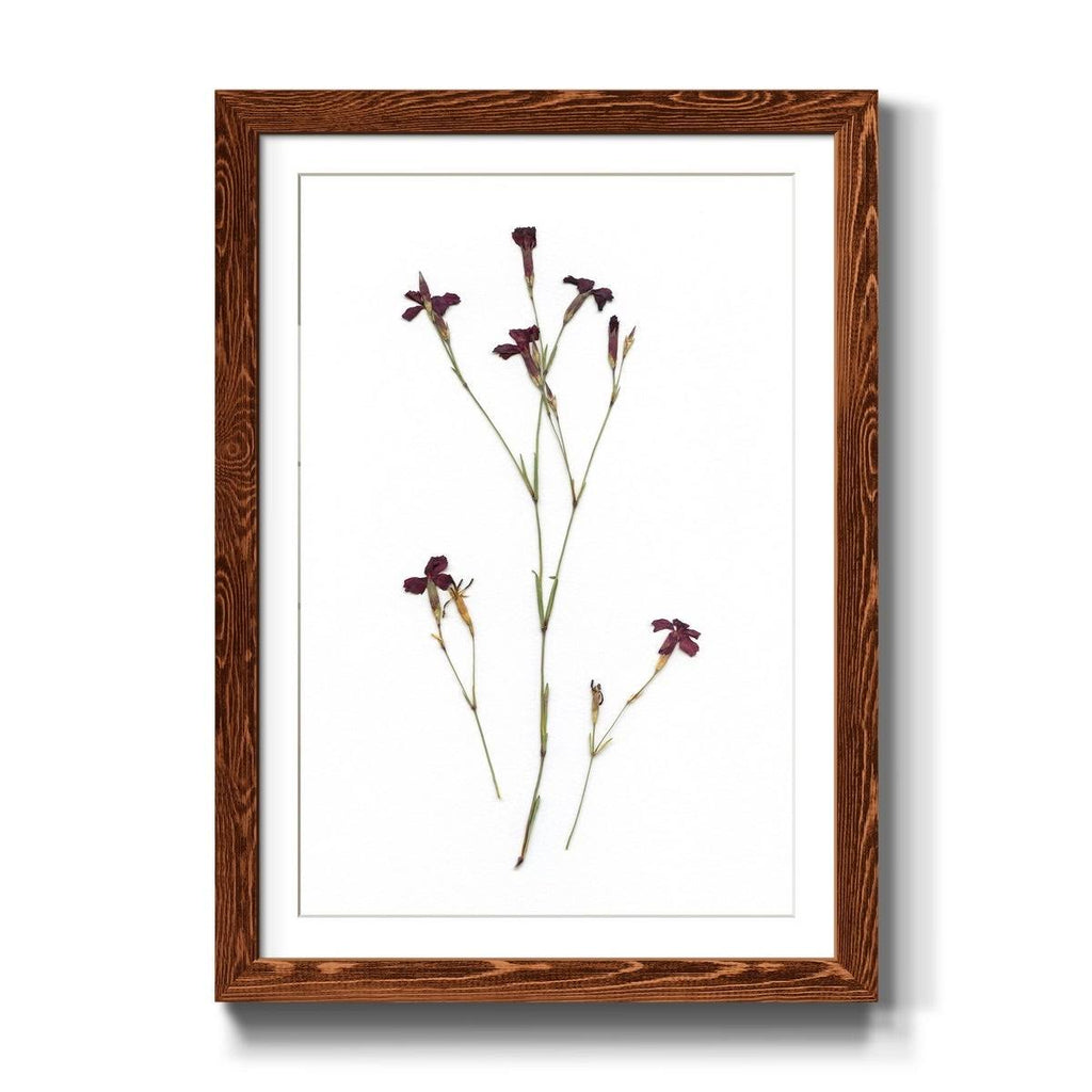 Maple Framed Print N4192