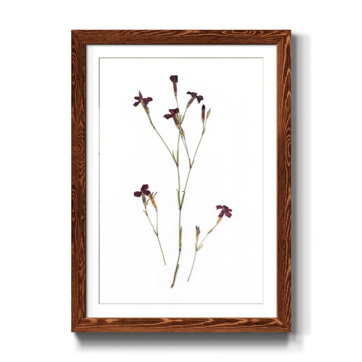 Maple Framed Print N4192
