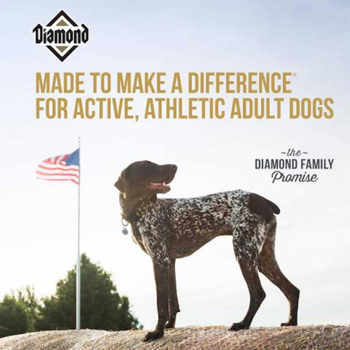 Adult Dog Food K647179