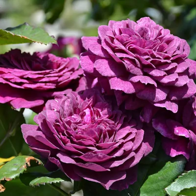 Fragrant Climbing Rose Live Plant L22133