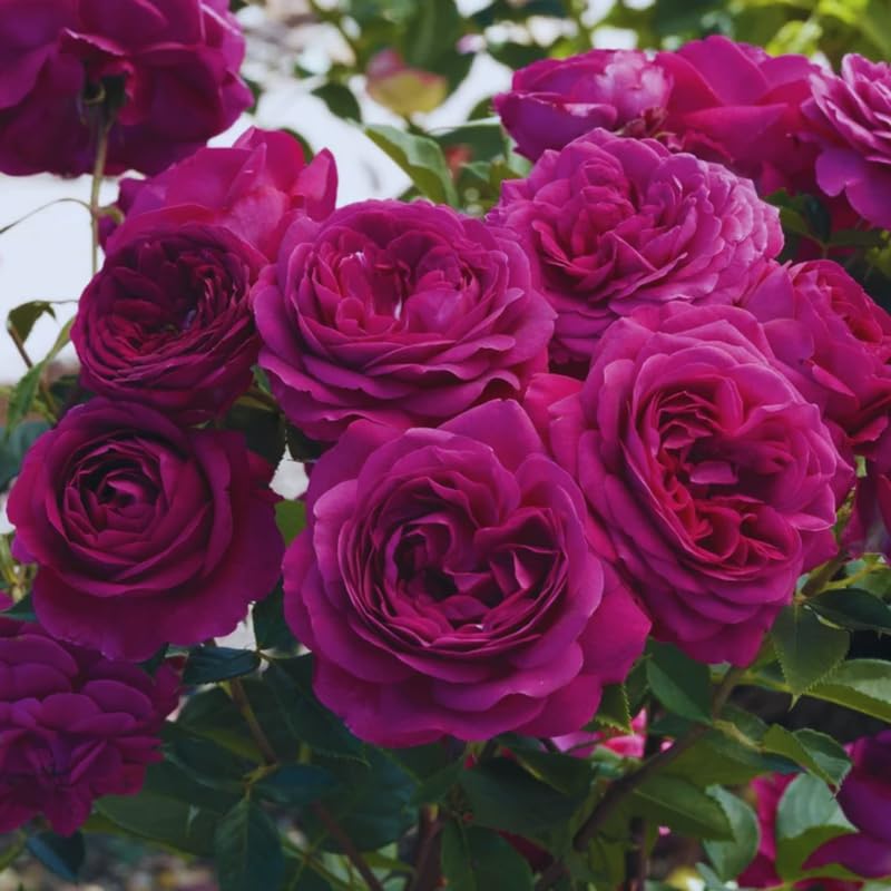 Fragrant Climbing Rose Live Plant L22133