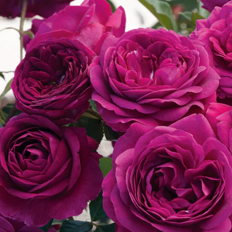 Fragrant Climbing Rose Live Plant L22133