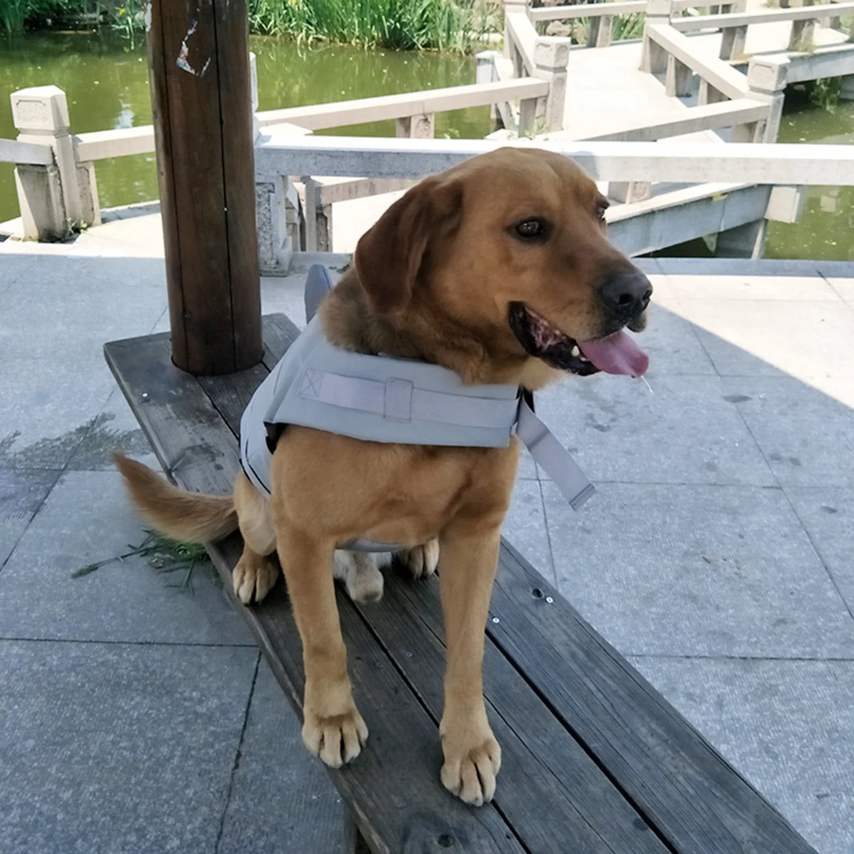 Dog Pet Shark Swimsuit Vest Safety Wear I4538
