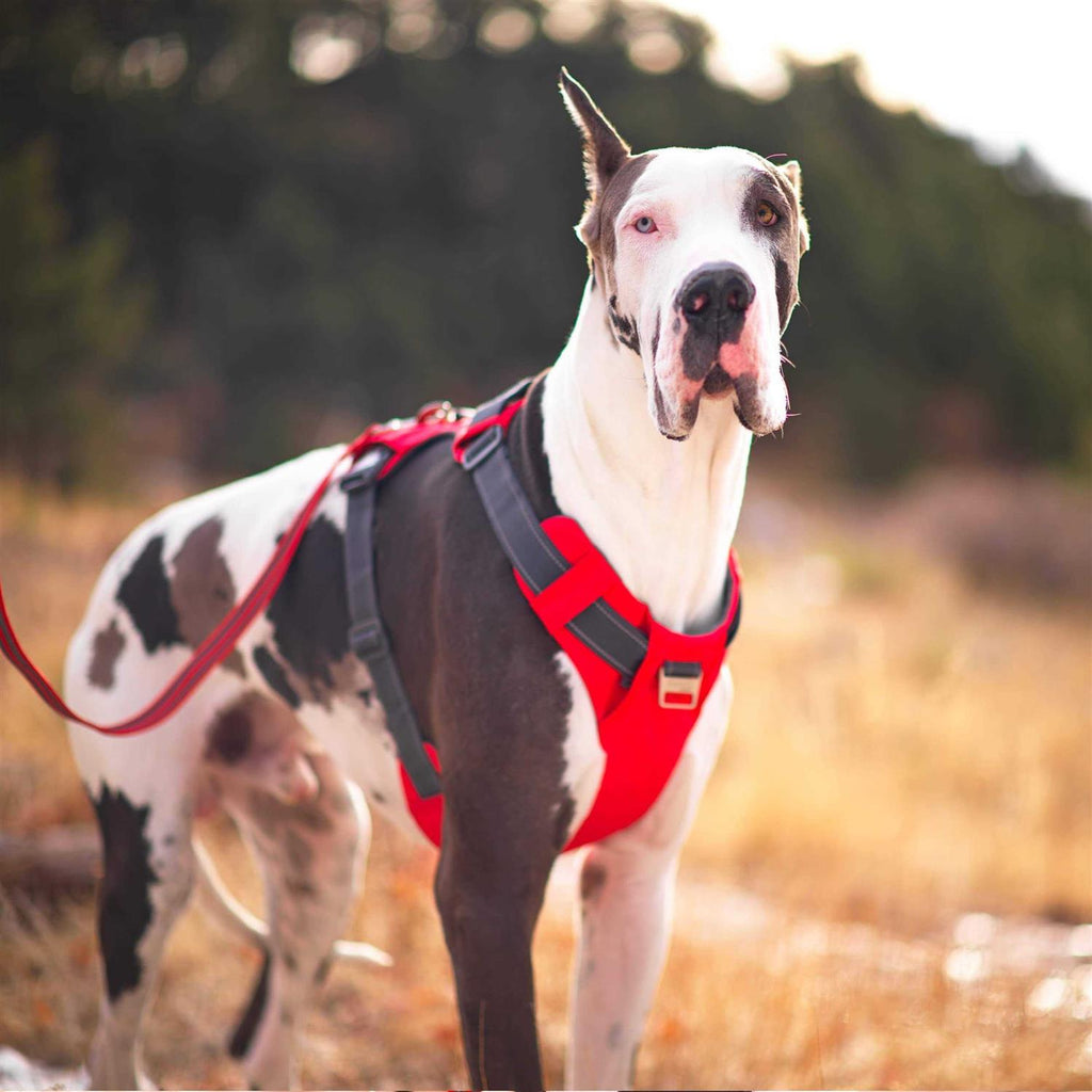 Adjustable Dog Harness with Pockets P2951