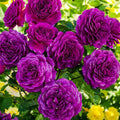 Fragrant Climbing Rose Live Plant L22133