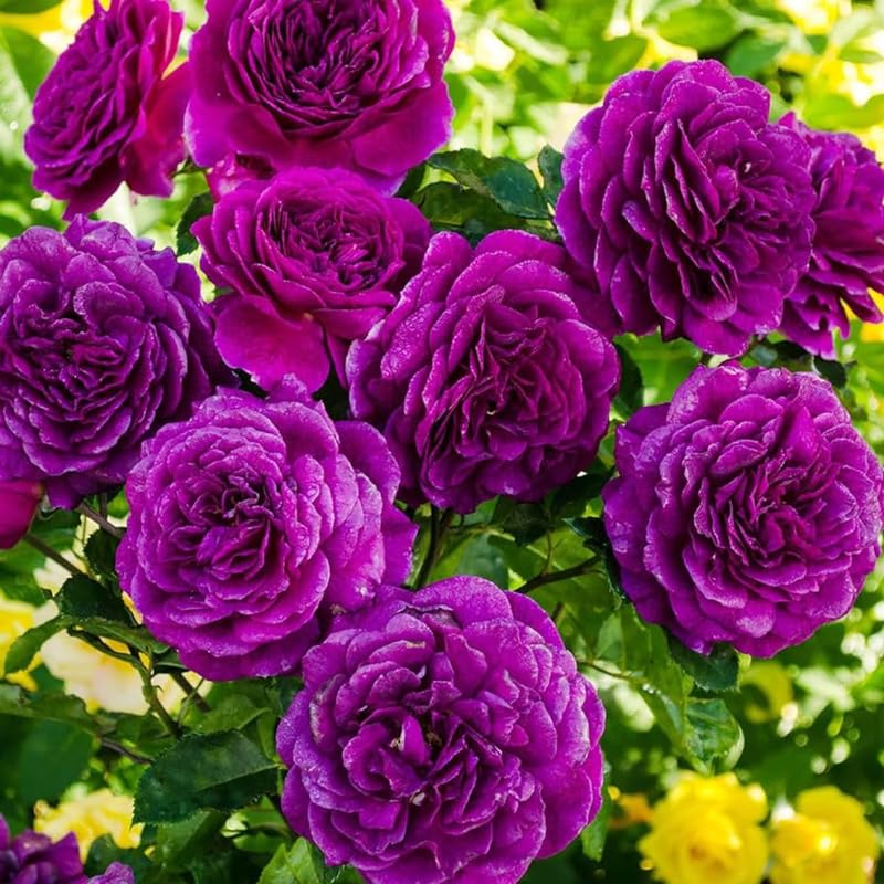Fragrant Climbing Rose Live Plant L22133