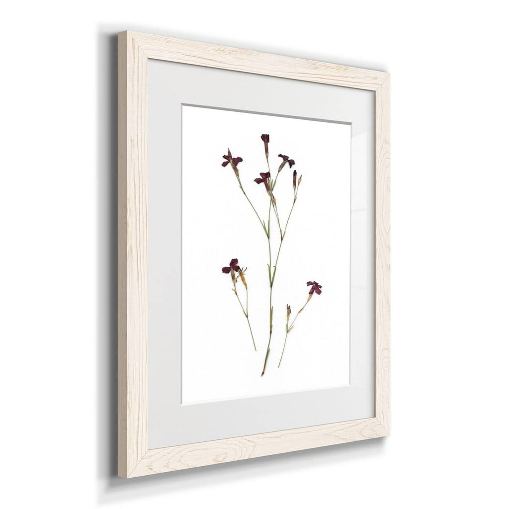 Maple Framed Print N4192