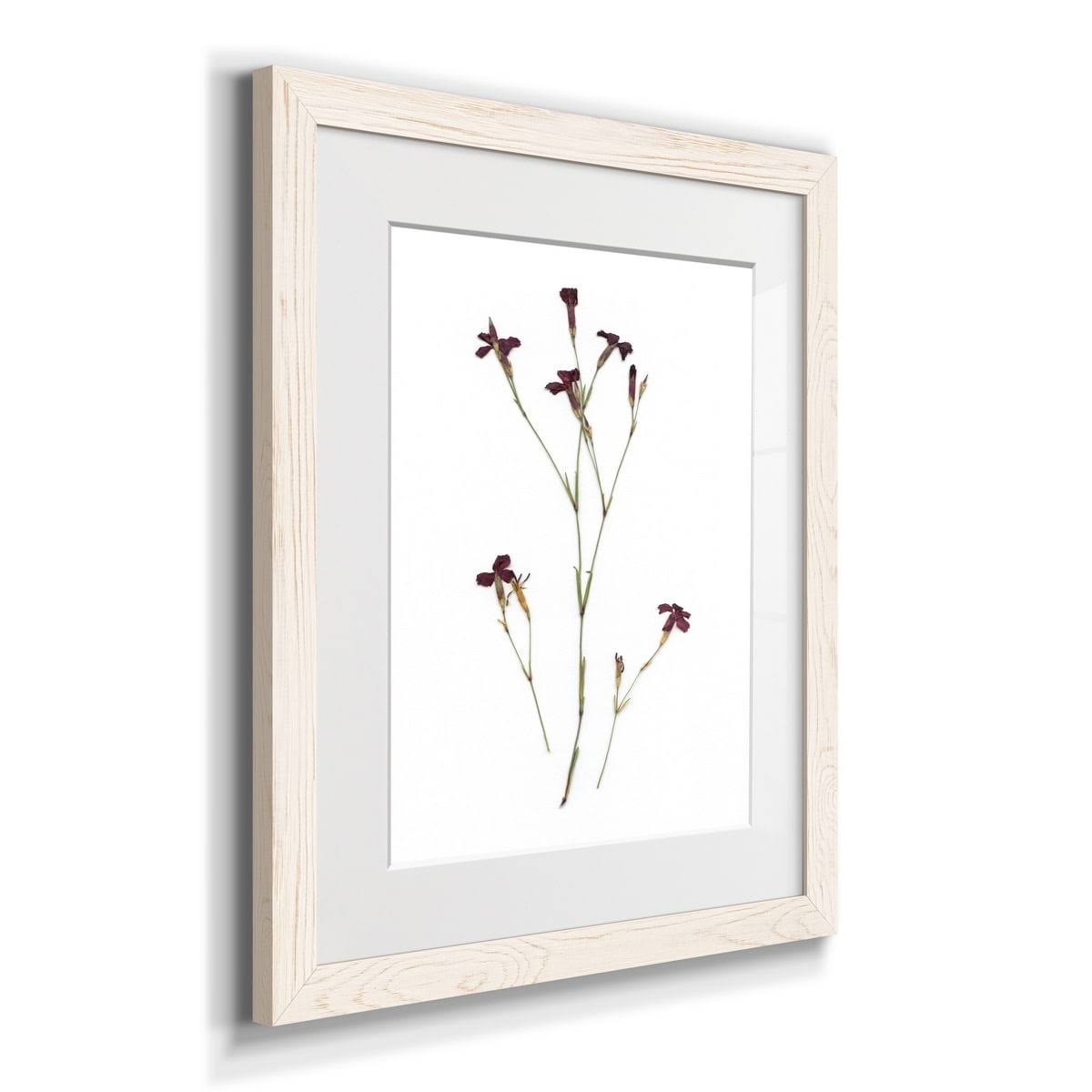 Maple Framed Print N4192
