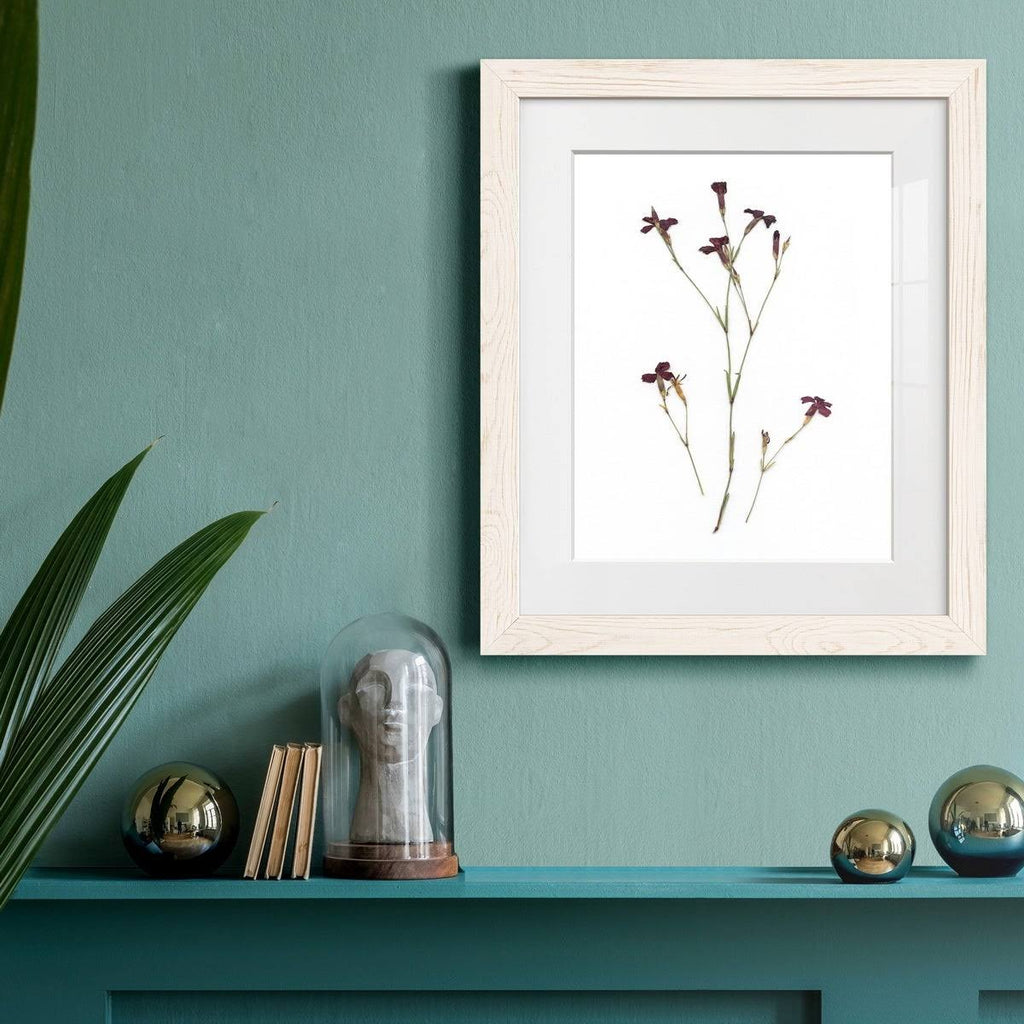 Maple Framed Print N4192