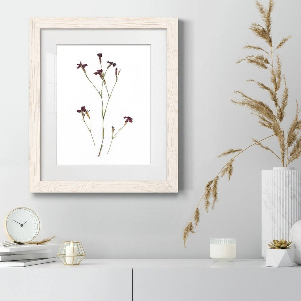 Maple Framed Print N4192