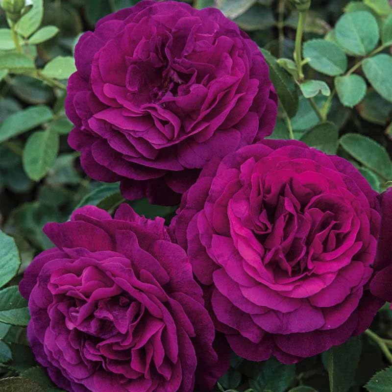 Fragrant Climbing Rose Live Plant L22133