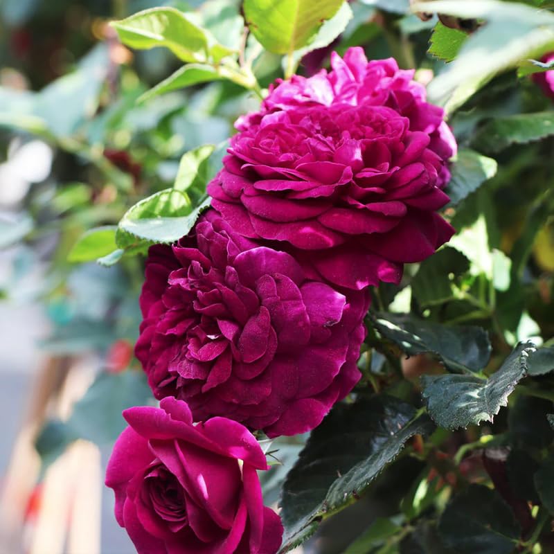 Fragrant Climbing Rose Live Plant L22133