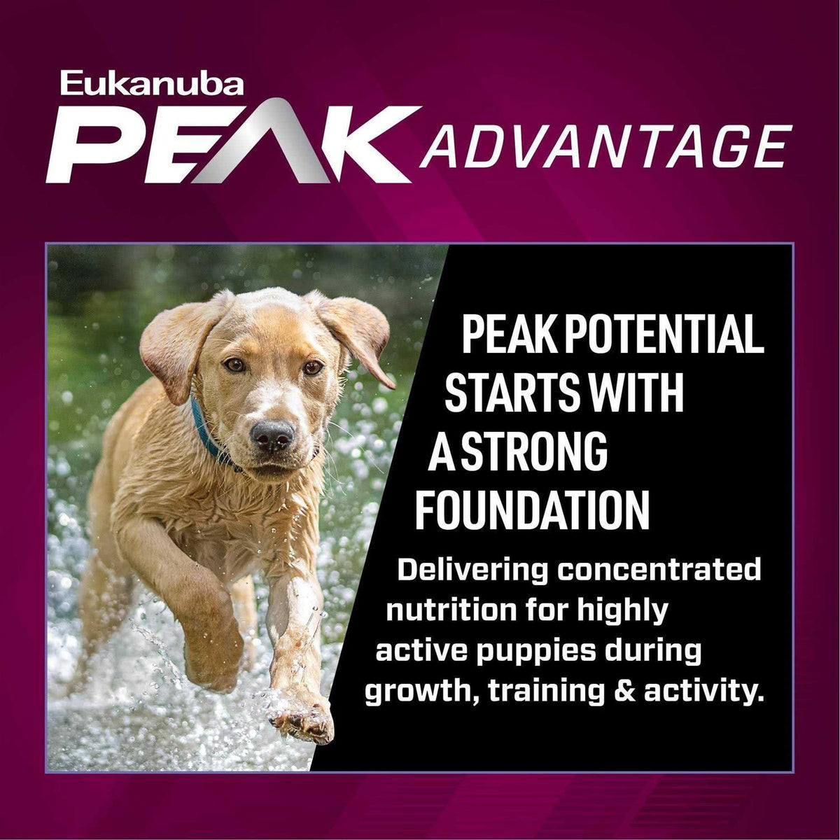 Puppy Dry Dog Food X371