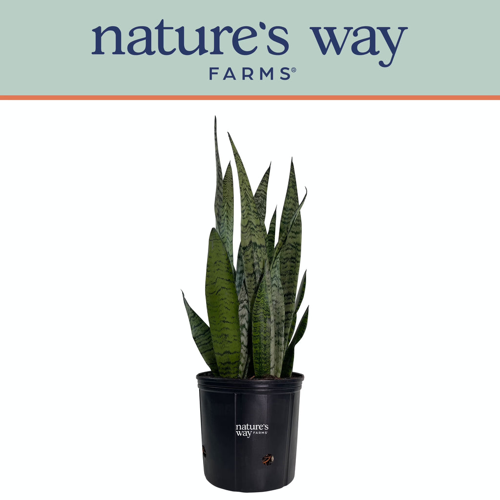 Sansevieria Zeylanica Live Plant in growers pot V790