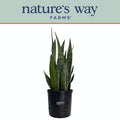 Sansevieria Zeylanica Live Plant in growers pot V790
