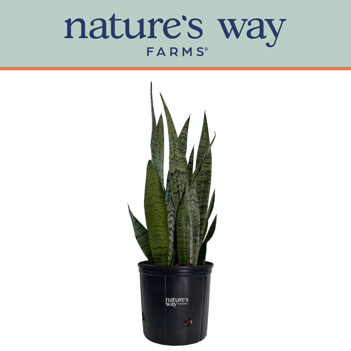Sansevieria Zeylanica Live Plant in growers pot V790